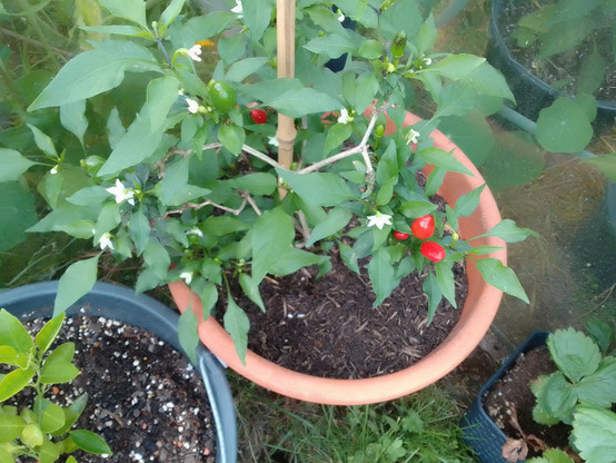 Rote sibirische Hauspaprika an der Pflanze mit viele Blüten