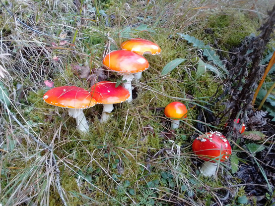 Eine Gruppe Fliegenpilzen, vier ältere Pilze stehen in einer Reihe, rechts davon stehen zwei jüngere Pilze.